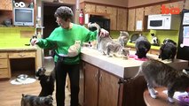Ultimate Cat Lady- Woman Shares Her Home With 1,100 Felines