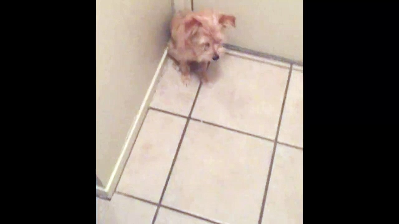 Dog Refuses To Let Owner Leave His House