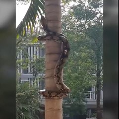 Snake coils itself up a tree