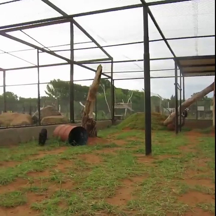 Black Leopard Jump