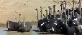 Ostrich (Shutar Murgh) Efforts to Save Eggs - Must Watch