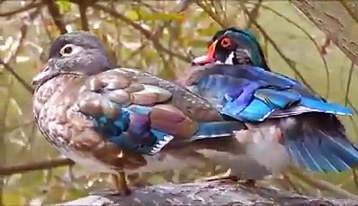 World-Beauyifull Bird