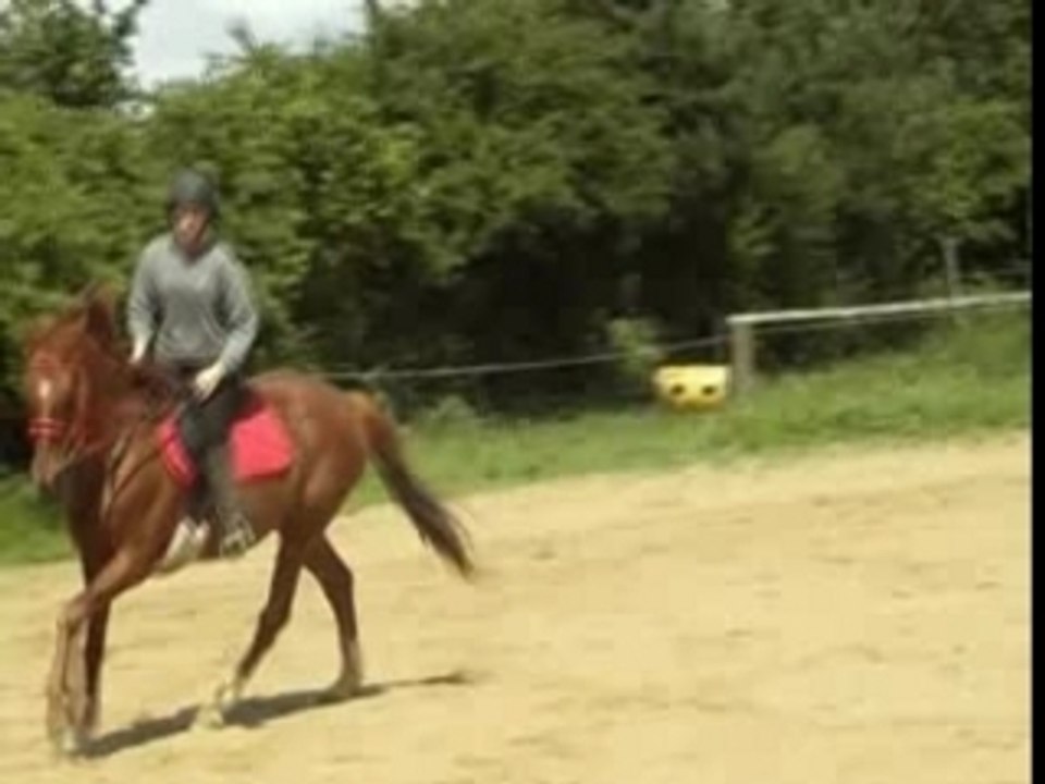 Transition galop trot