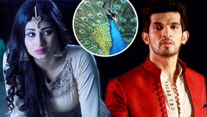 Icchadari Morni Enters To Ruin Ritik Shivanya's Love Life | Naagin