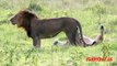 Lion Mating And Giving Birth