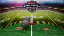 Chicken Predicts NFL Playoff Losers