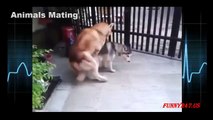 Mating Dogs 2015 - New Animal Mating - Horse Mating, Dogs Mating - New Funny Videos Hot 20
