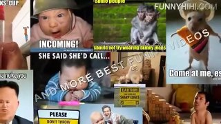 Funny Cats Funny Cat Videos 2015 Funny Cat compilation 2015