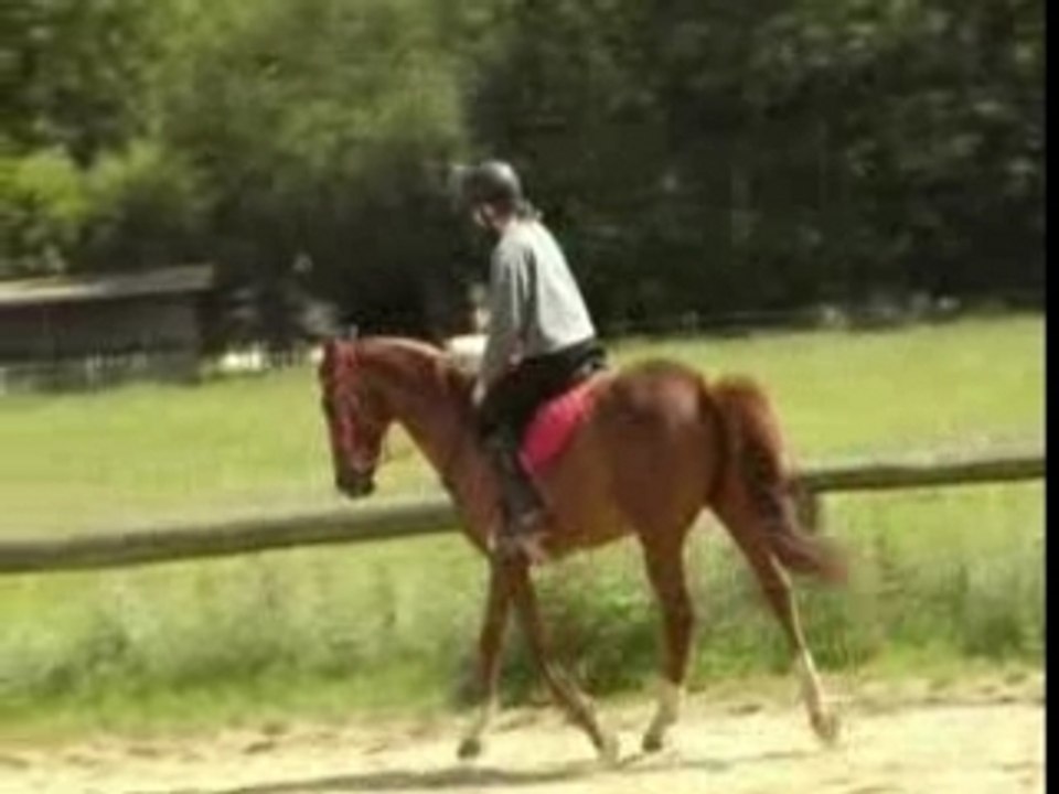 Travail au trot