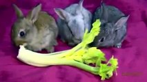 Funny Rabbit Bunny Eating - Funny rabbit videos compilation 2014
