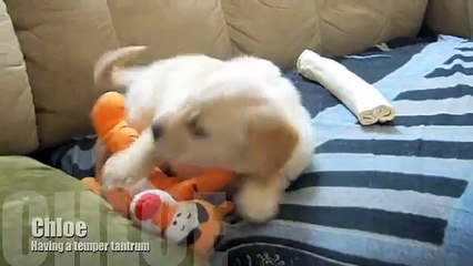 Une adorable petite femelle labrador dorée !