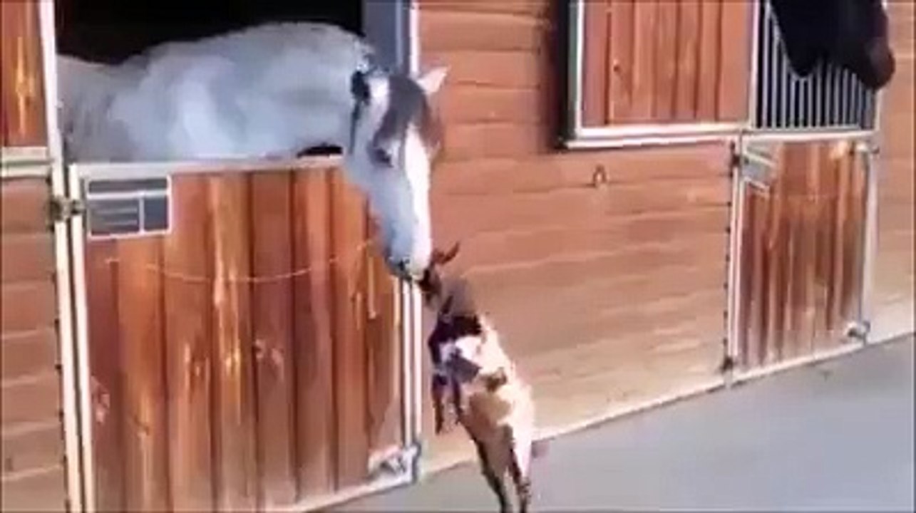 Kambing yang Suka Mencari Perhatian