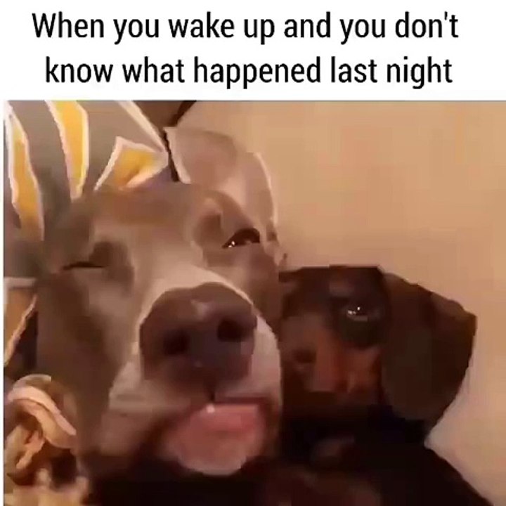 When you wake up and you don't know what happened last night  Funny Videos 2015