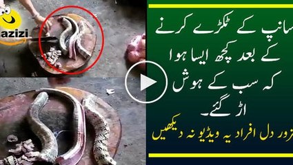 Shocking Snake moving after cutting head - Follow Channel