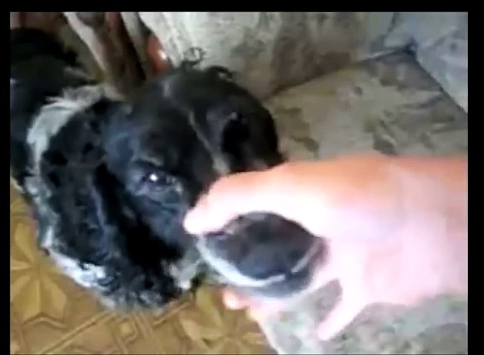 Beatboxing Dog ft. OMG Cat - Dubstep REMIX (Funny)