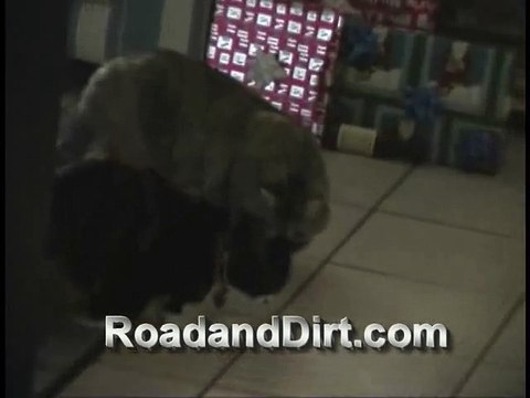 Dog breaks up Cat fight FUNNY!!