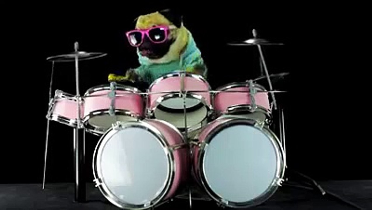 Doug the Pug Music Video Compilation