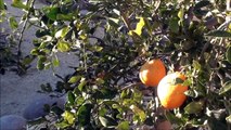 Tangelo Citrus Tree Easy to Peel and Eat Fruit - Organic Backyard Citrus Tree Update