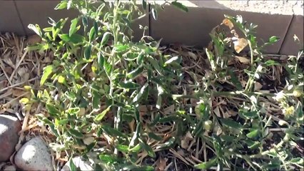 Volunteer Tomato growing in our Arizona Garden