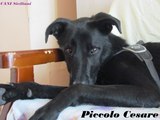 Piccolo Cesare sul divano