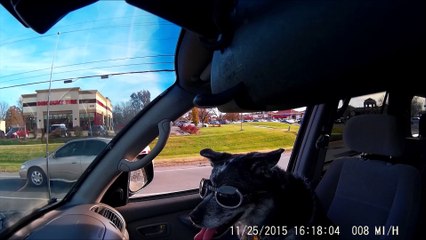 Crazy dog wearing glasses