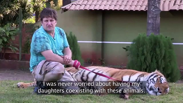 Бенгальский домашний тигр как член семьи