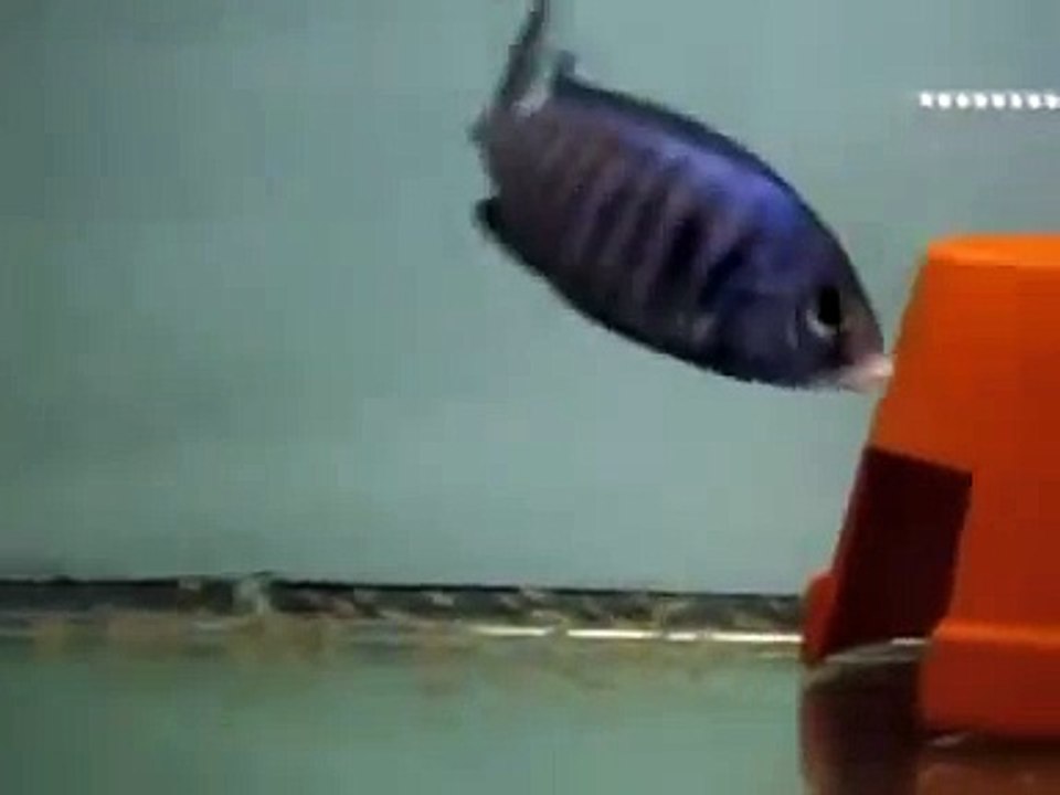 Placidochromis Phenochilus Mdoka "White Lips" broed zorg