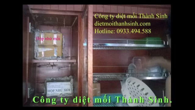 Diệt mối tận gốc tại quận 1