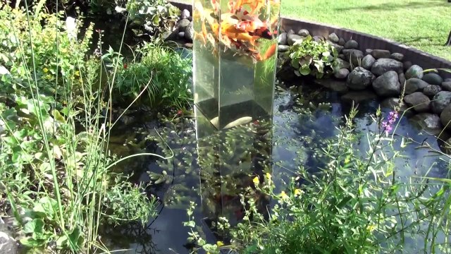 Il Retourne Un Aquarium. La Réaction Des Poissons Est A Couper Le Souffle