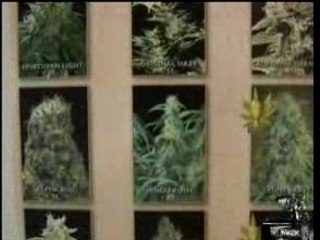 Download Video: salon du canabis Cannatrade 2007