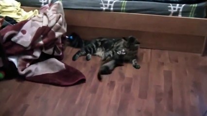 Смешной хорек любит мейн куна!