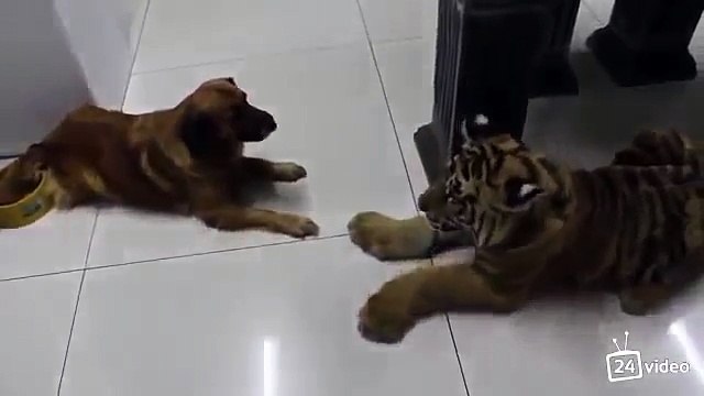 Собака увидела тигренка