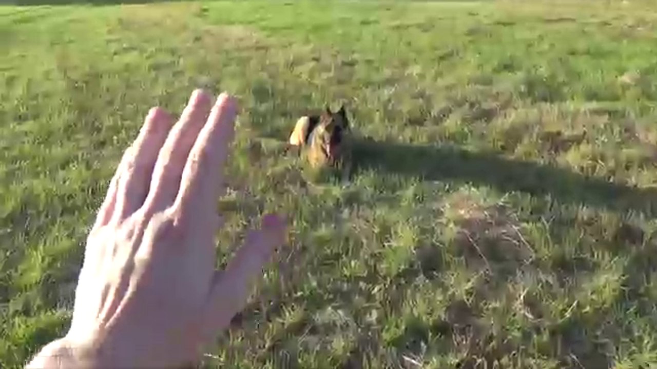 How To Tame a Wild Animal(Don't Scared )