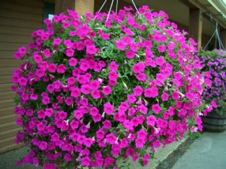 Петуньи калейдоскоп красок