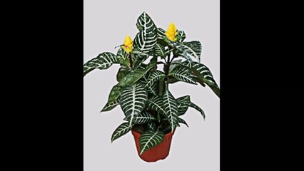 Афеландра, выращивание в домашних условиях