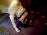 YELLOW LAB EATING TREATS FROM GUMBALL MACHINE