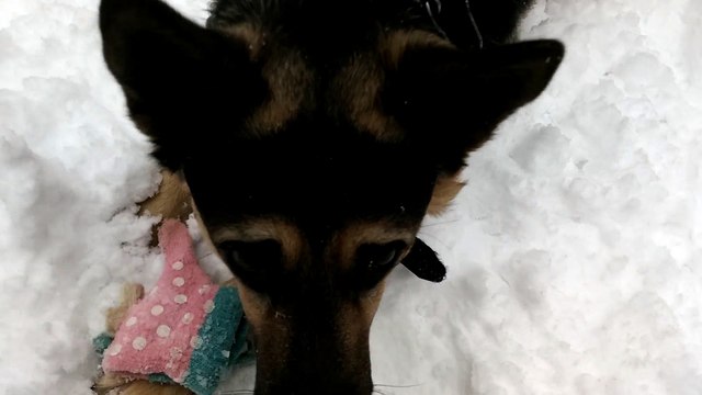 Злая собака нападает на перчатку