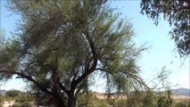 Chemtrails across the Arizona desert sky 10-22-2012