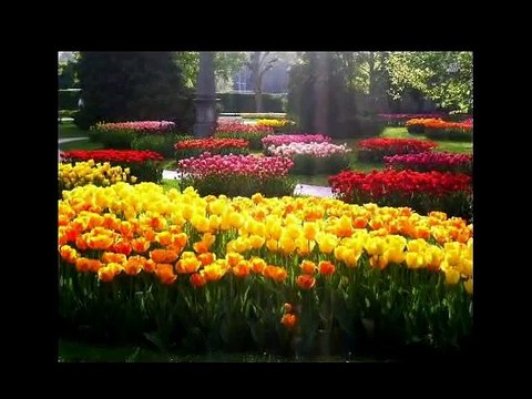 Тюльпаны калейдоскоп цветов