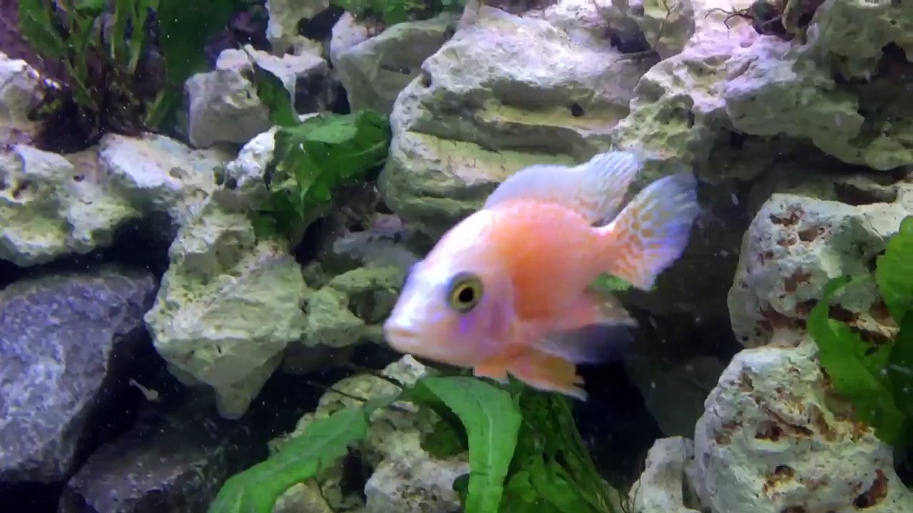 Cichlid aquarium pike