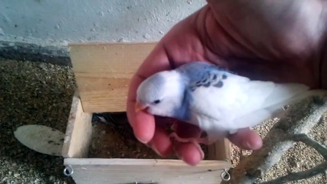 Mi aviario. Sacando las crias de periquito del nido