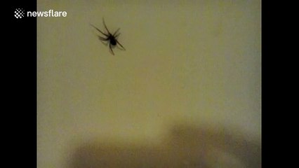 Possible false widow spider found in man's bath tub