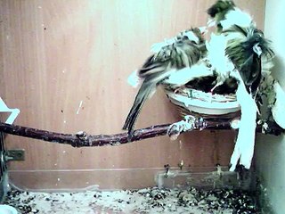 kanarki - karmienie - Trębacz Paryski