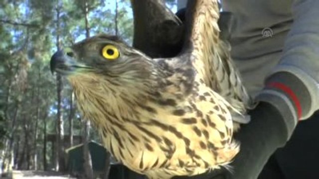 Tedavi Edilen Yaralı Kızıl Şahin Doğaya Bırakıldı