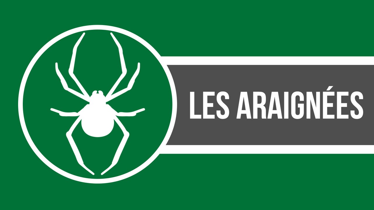 8 faits étonnants sur les araignées qui vous prouveront à quel point ces bestioles sont fascinantes