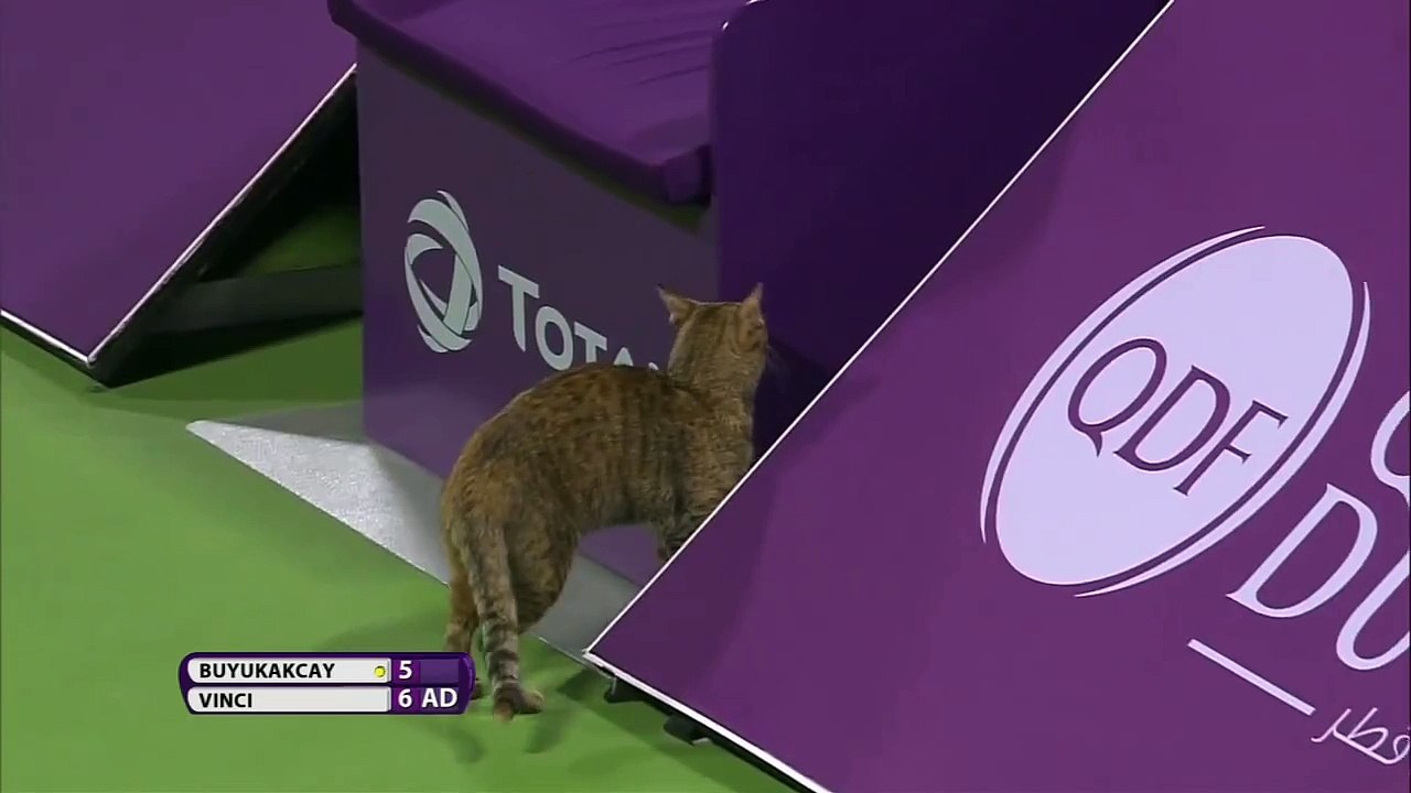 Un chat s'incruste sur le terrain lors du Qatar Open