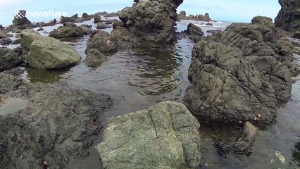 Cute seal pup plays with drone