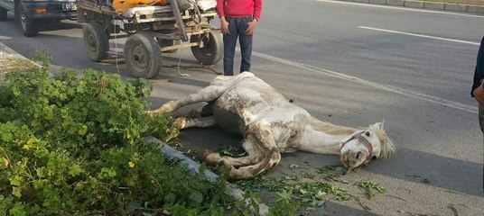 Açlık ve yorgunluktan yola yığılan ata kırbaç