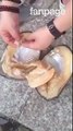 ASSURDO!! Apre un MOLLUSCO GIGANTE, ma Guardate COSA TROVA al Suo Interno!! [VIDEO]