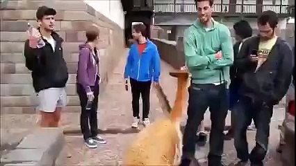 Kadının yüzüne tüküren lama